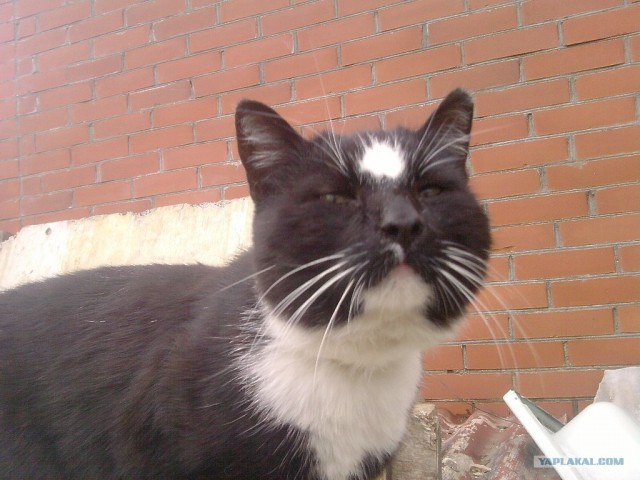 Котовторник 29.01.2013