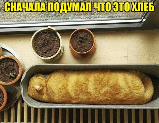 Среда... Однако, здравствуйте!