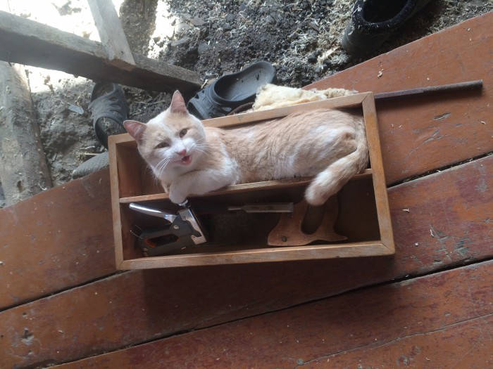 Вот так котовторник