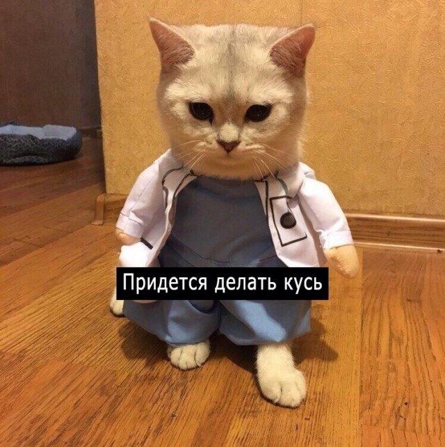 Забавные фото котеек