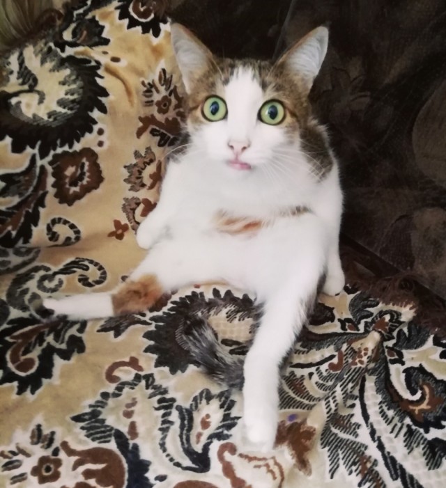 Забавные фото котеек