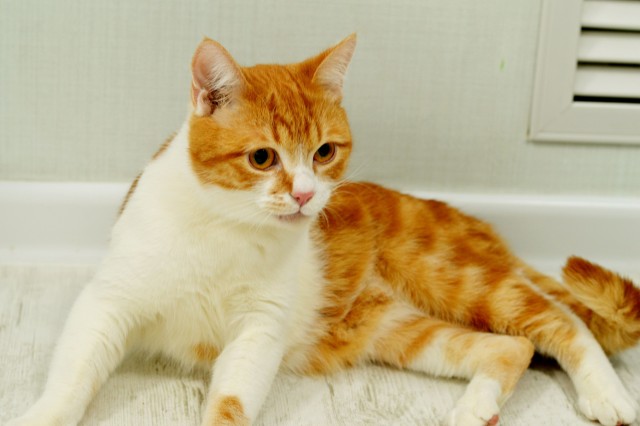 Коты из сети
