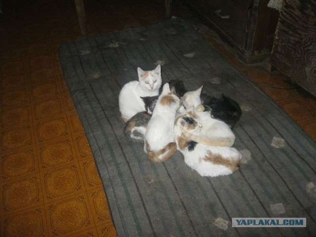 Жизнь домашнего приюта для котеек 317