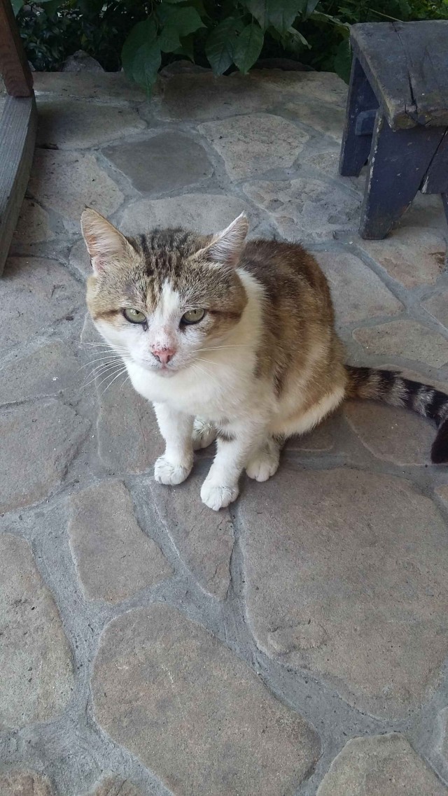 Дом мой. Кот не мой: 15 случаев, когда коты нагло вламывались в чужие дома