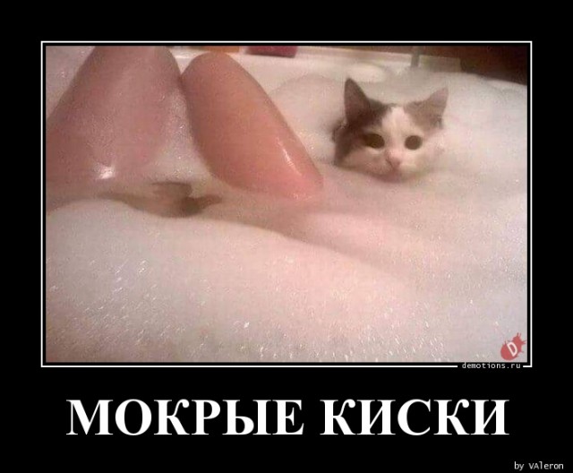 Девушки со своими кисками