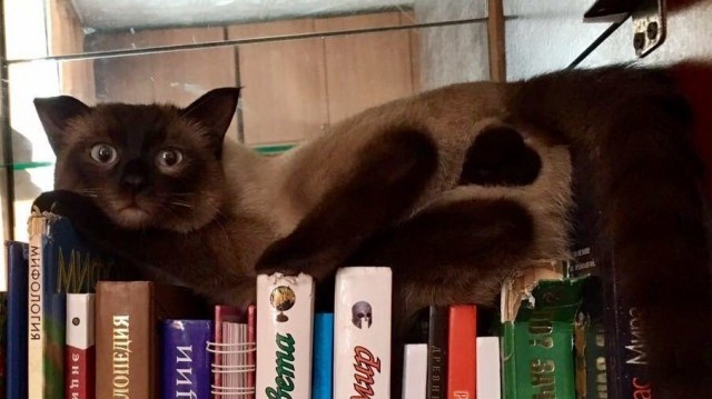 Котаны с забавным окрасом