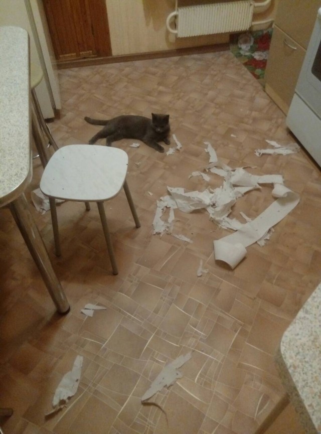 Котовторник же!