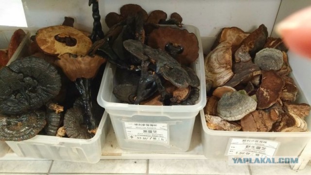 Чага - берёзовый гриб