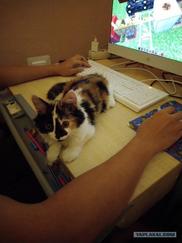 Даешь котовторник!