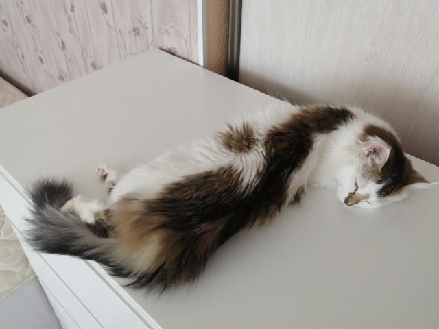 Кото-футболо-вторник