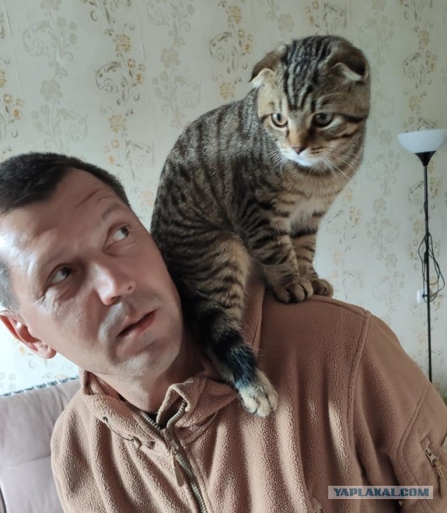 Хоба! Котовторник!