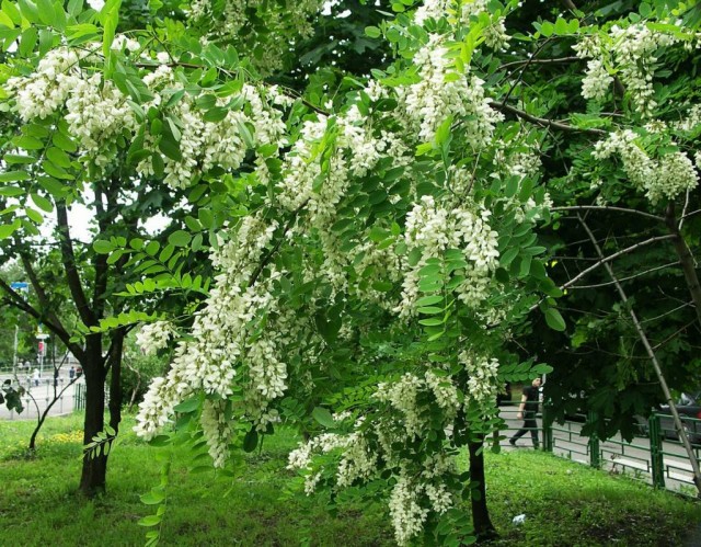 60 удивительных фактов о природе