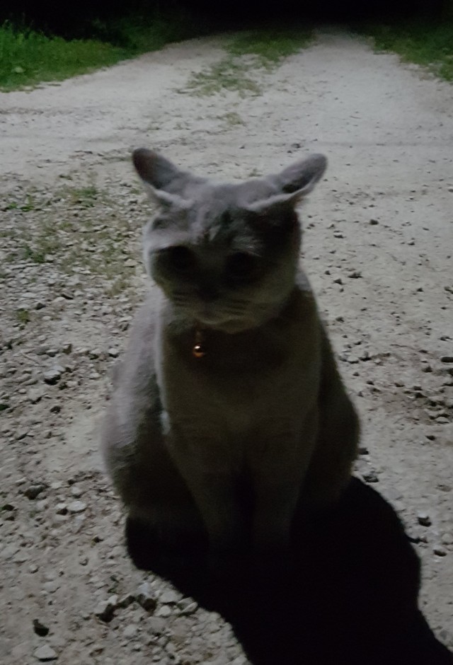 Погнали! С котовторником, други!