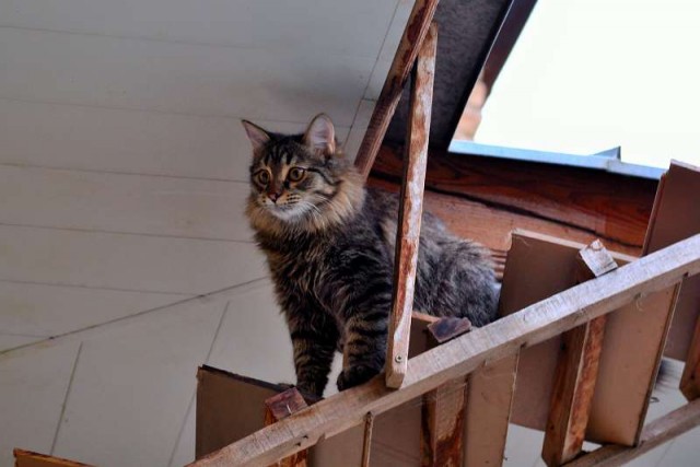 Котовторник 14.09.2021