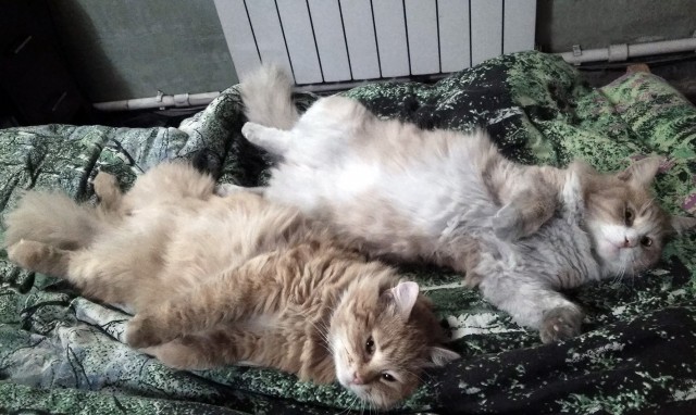 Котовторник 14.09.2021