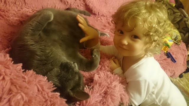 День кота.