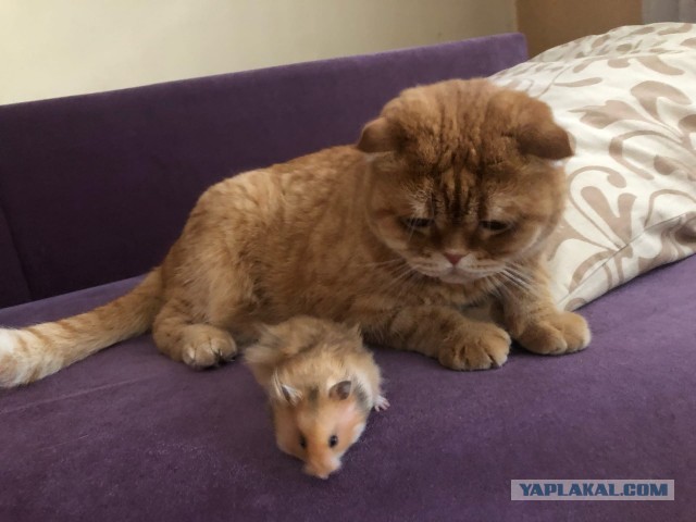 Грызуны