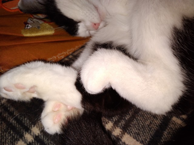 Котовторник так котовторник