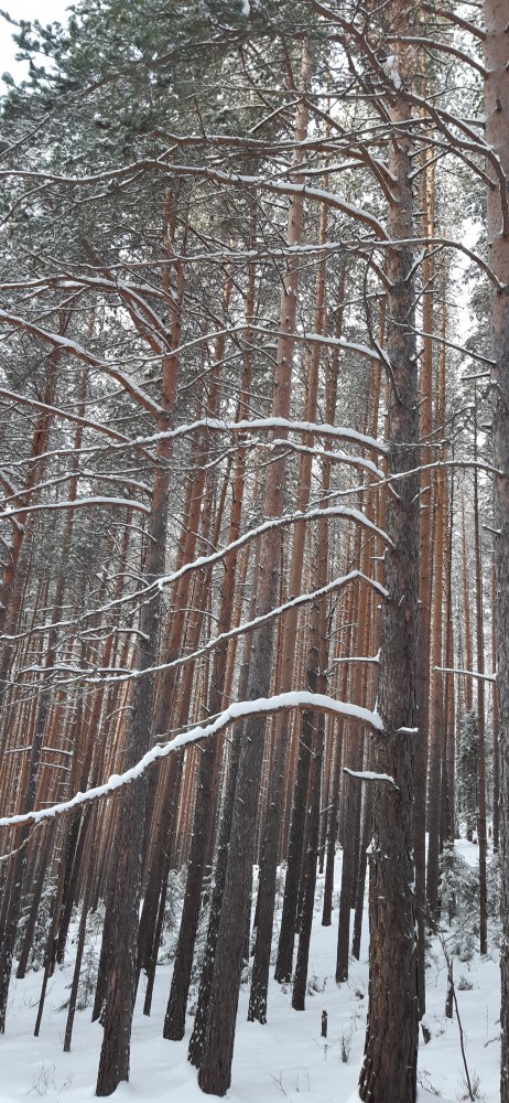 Не корона, не куркод, не казахи. Глянь на снежную сказку