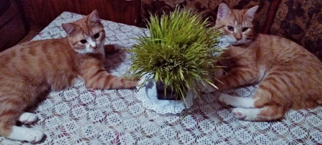 Жизнь кота Барсика из деревни