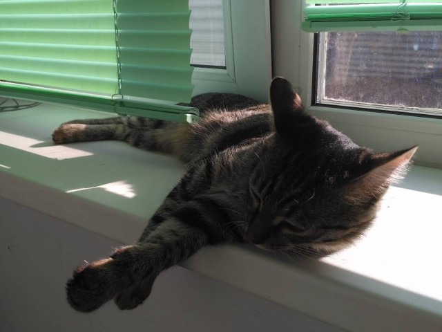Котовторник вроде.