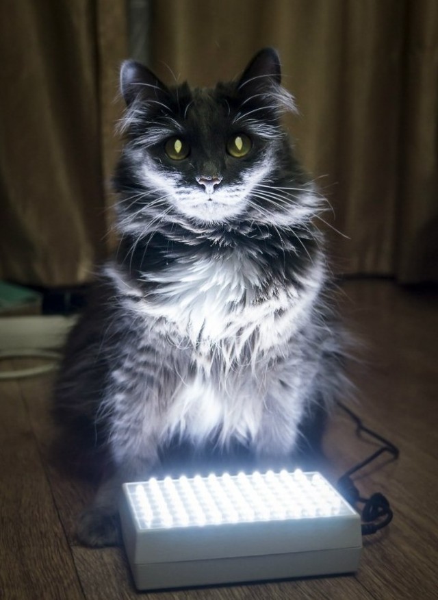 Вариант кота с лампой