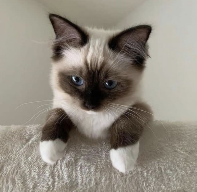 А это мой котан к котовторнику