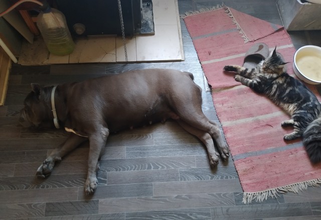 Кошка