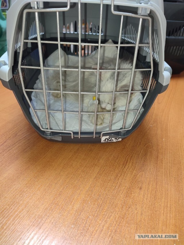 Котики в беде