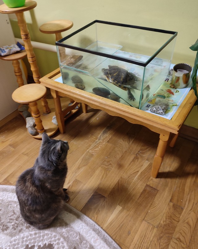 Котовторник 19.07.22