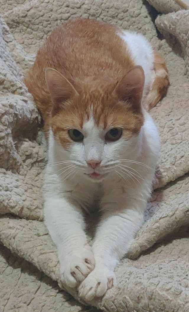 Коооочет!!!