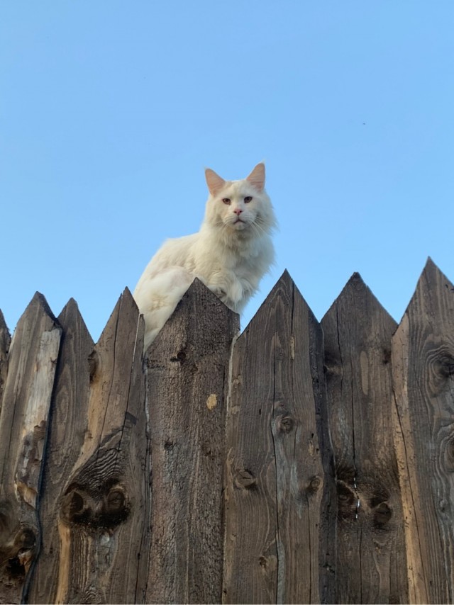 КотоФторник 23.08.22