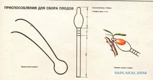 Как можно за месяц выйти замуж?