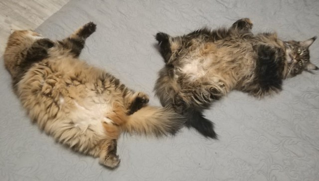 А как вы спите с котиком?
