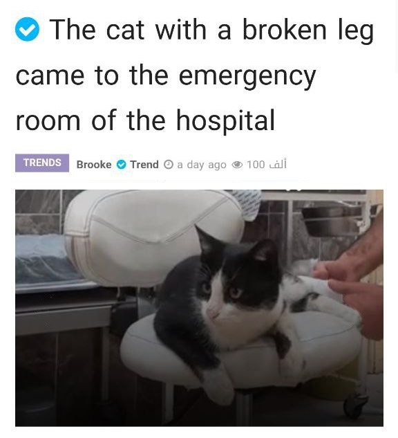 В Турции котик сломал ногу и сам пришел в больницу.