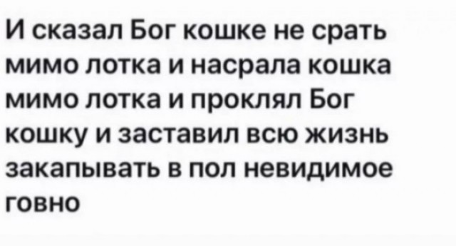 Кошачий водный ритуал