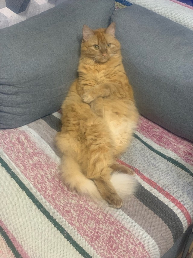 Мой Песдюк