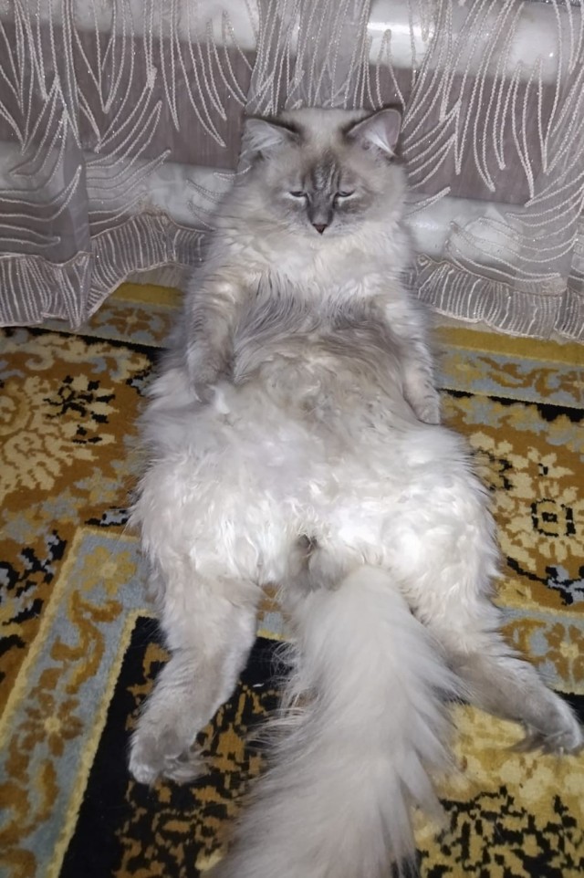 Котовторник 17.01.23