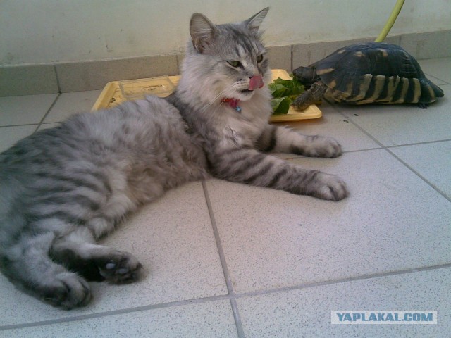 Котовторник 26.03.2013