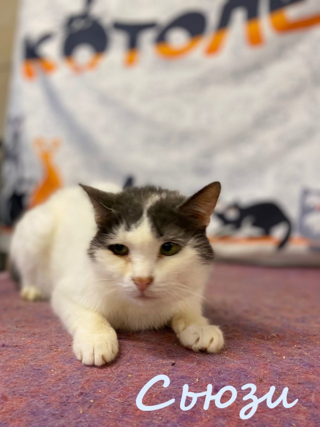 Жизнь домашнего приюта "Котоленд" 385