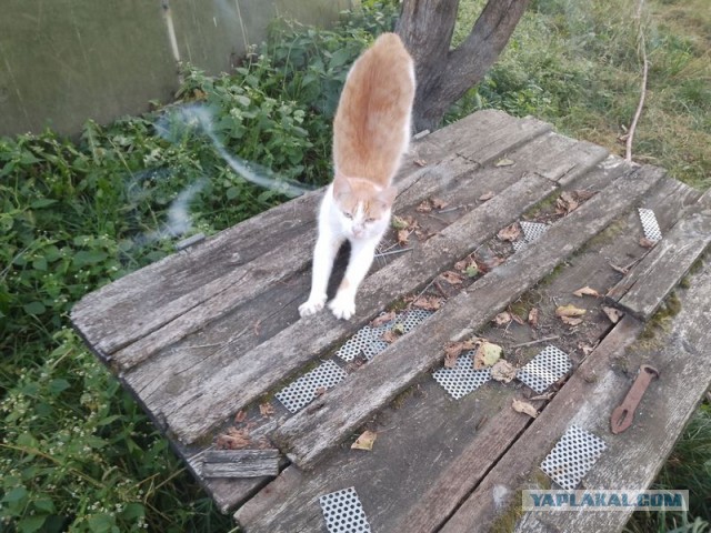 Жизнь домашнего приюта для котеек 463