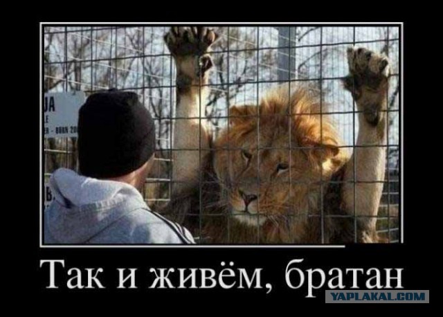 Солянка боянов из папки "Разобрать", от Удаффком до наших дней
