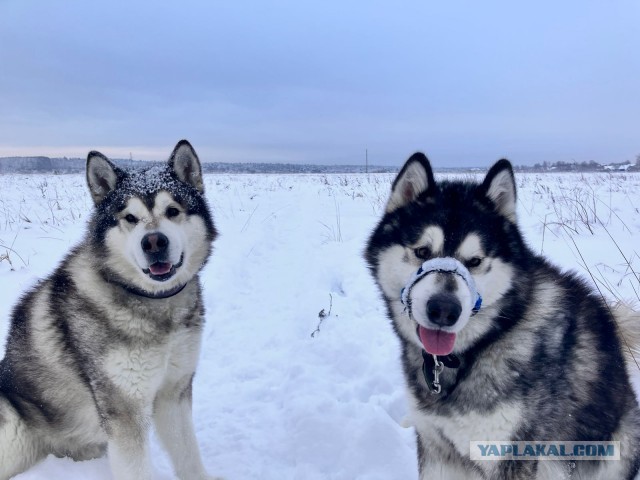 Собакочетверг! Добавляйте своих