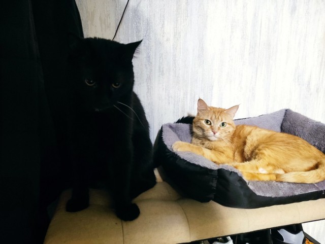 Всем кота за мой счёт. Я настаиваю
