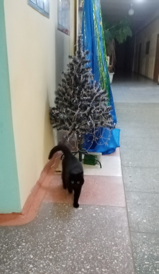 Котовторник 31.12.2024. Последний котовторник года