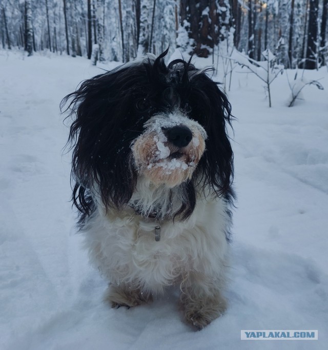 СобакоЧетверг