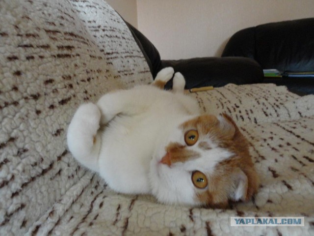 Котовторник 25.06.2013