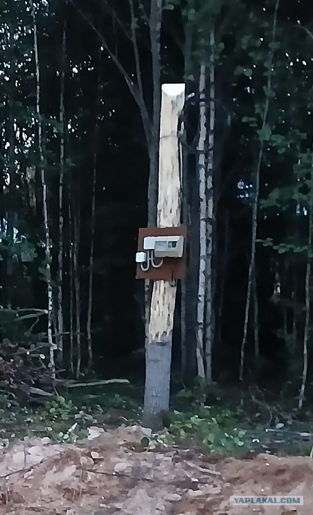 Как не надо спиливать деревья