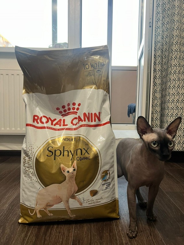К котовторнику