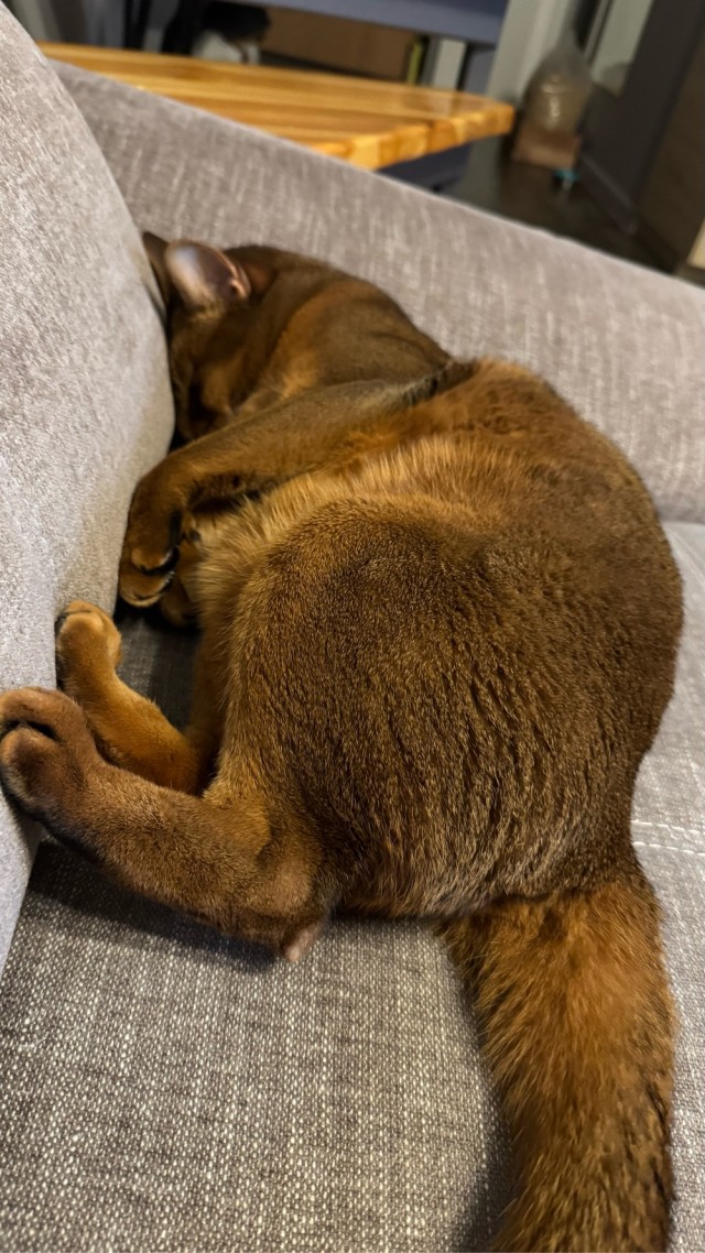 Спящих котеек тред